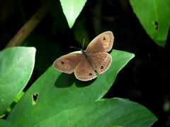 Ypthima multistriata