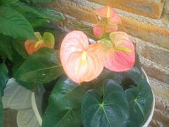 Anthurium andraeanum