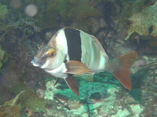 Magpie Perch