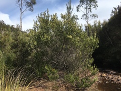 Acacia mucronata dependens