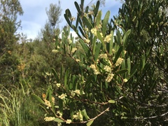 Acacia mucronata dependens