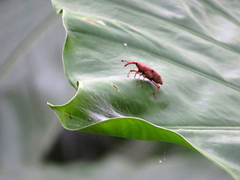 Metaprodioctes formosanus