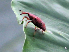 Metaprodioctes formosanus