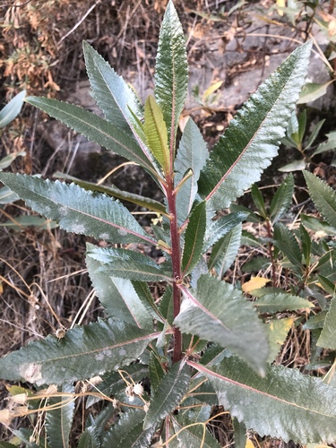 Yerba Santa foliage