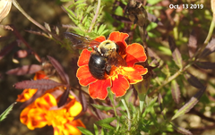 Xylocopa appendiculata