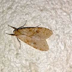 Lophocampa annulosa