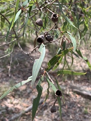 Angophora bakeri