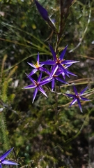 Calectasia intermedia