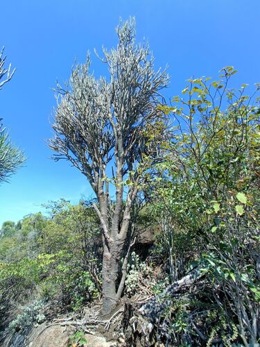 Alluaudia dumosa