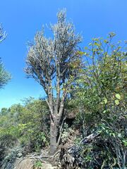 Alluaudia dumosa