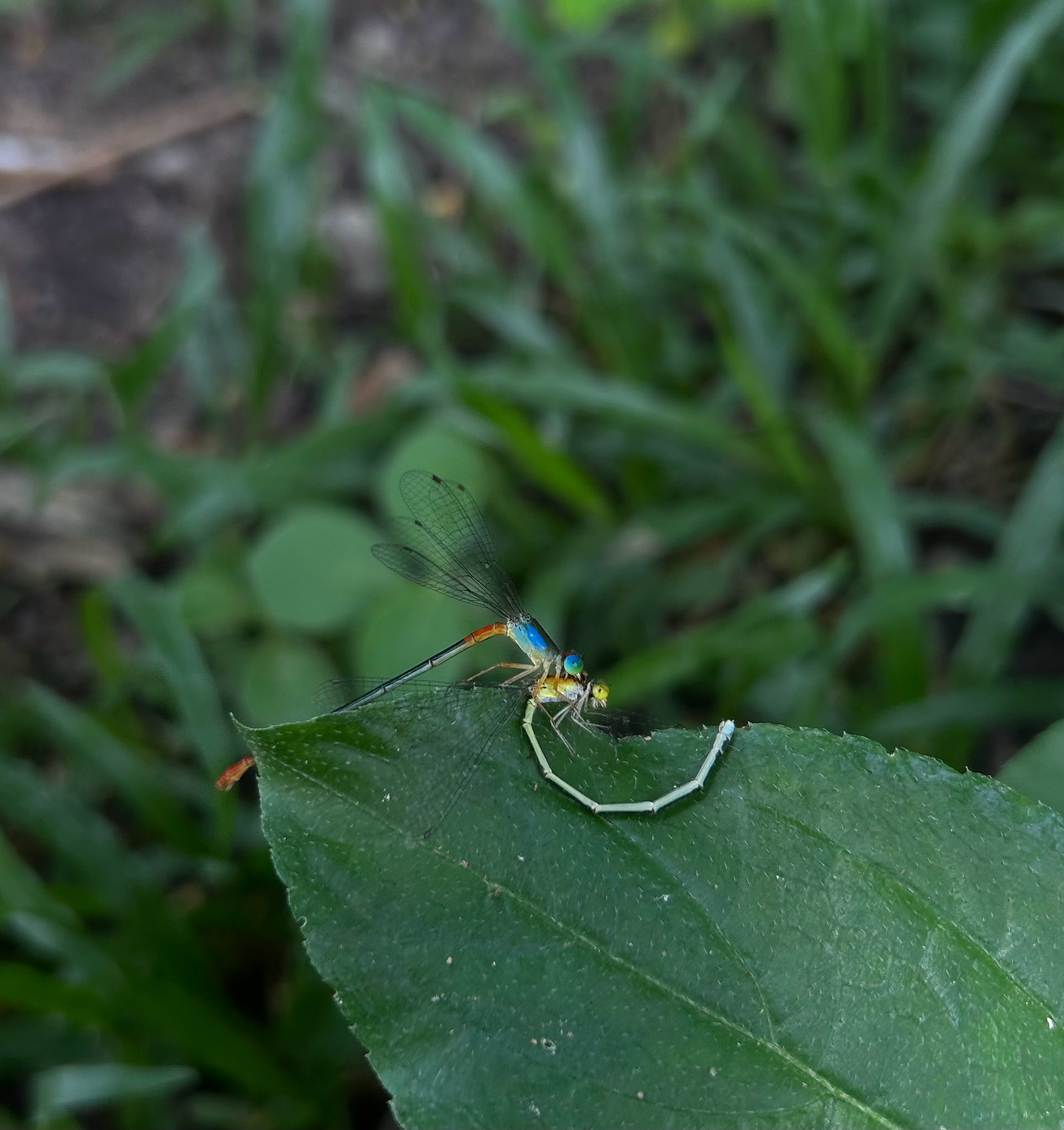Orange-Tailed Marsh Dart
