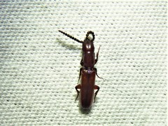 Taphroscelidia linearis