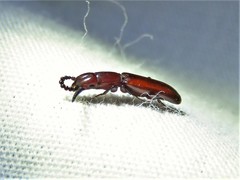 Taphroscelidia linearis