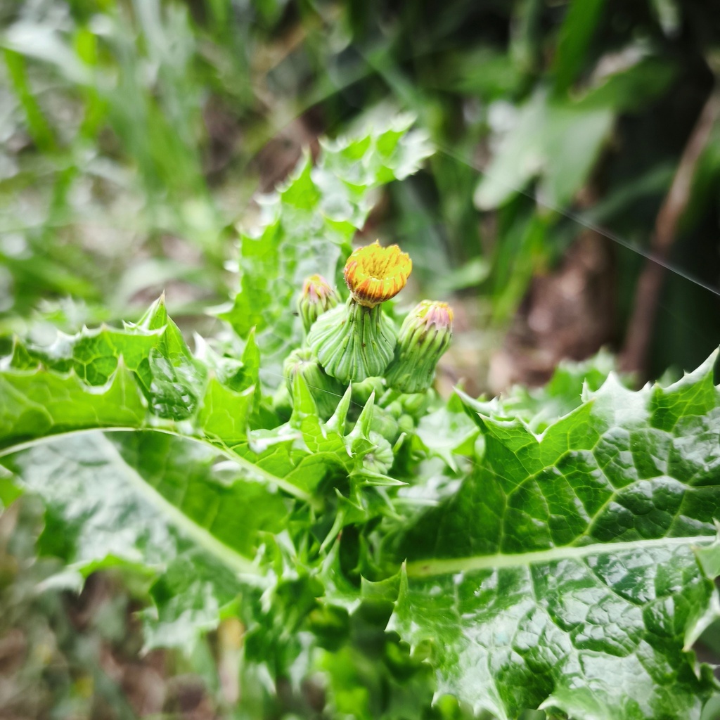 Native Sow-Thistle (Sonchus asper)