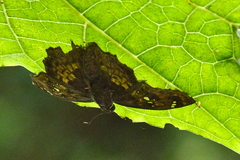 Caprona ransonnettii