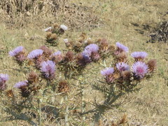 Cynara cardunculus cardunculus