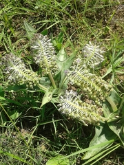 Ledebouria floribunda