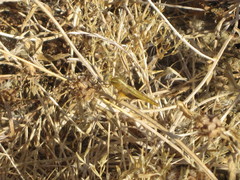 Crocothemis erythraea