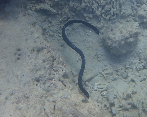 Eastern Turtle-headed Sea Snake