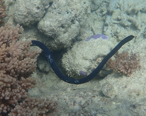Eastern Turtle-headed Sea Snake