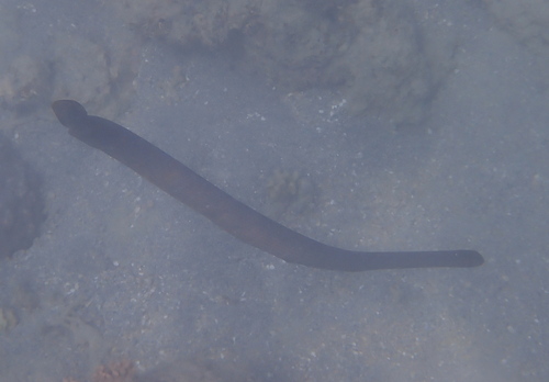 Olive Sea Snake