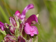 Pedicularis crenulata