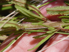 Pedicularis crenulata