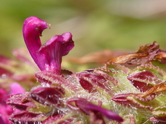 Pedicularis crenulata