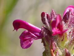 Pedicularis crenulata