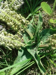 Ledebouria floribunda