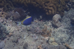Acanthurus leucosternon