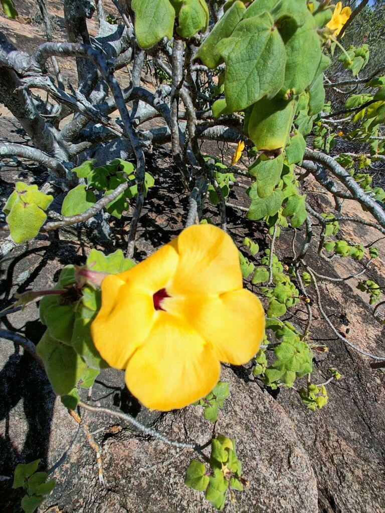Uncarina grandidieri, Taolagnaro, Madagascar