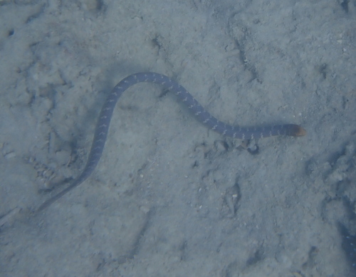 Olive Sea Snake