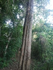 Pterocarpus acapulcensis