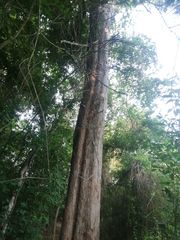 Pterocarpus acapulcensis