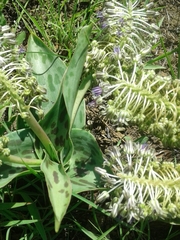 Ledebouria floribunda