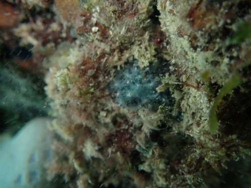 Haliclona observed 2025-07-19