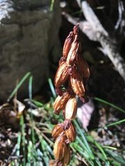 Corallorhiza striata