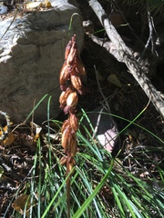 Corallorhiza striata