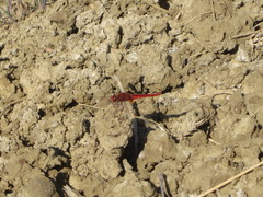 Crocothemis erythraea