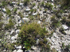 Pentameris obtusifolia