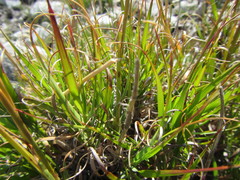 Pentameris obtusifolia