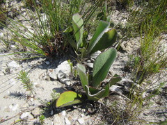 Mairia coriacea