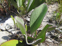 Mairia coriacea