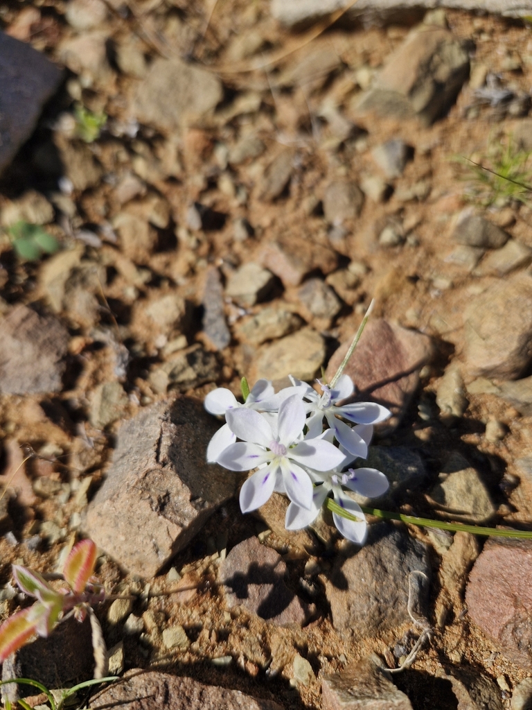 Spiral Kabong in July 2025 by dale_slabbert · iNaturalist