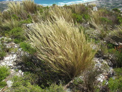 Pentameris macrocalycina