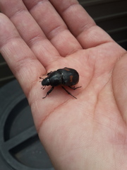 Cyclocephala fasciolata