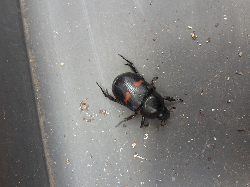 Cyclocephala fasciolata