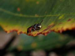 Hylaeus littleri
