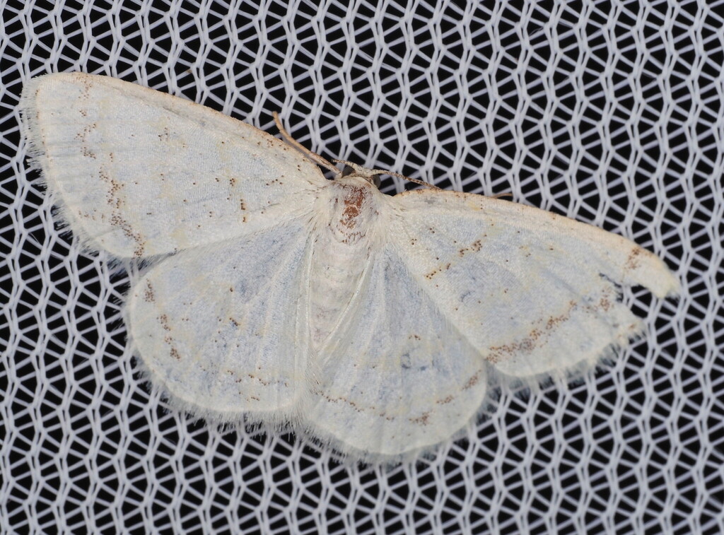 Virgin Moth